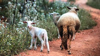 Imatge El Consell d’Eivissa recomana extremar les precaucions al sector ramader...