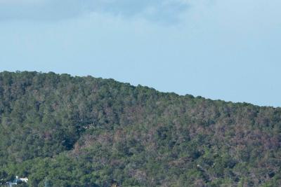 Imatge El Consell d’Eivissa demana la declaració de plaga forestal per...