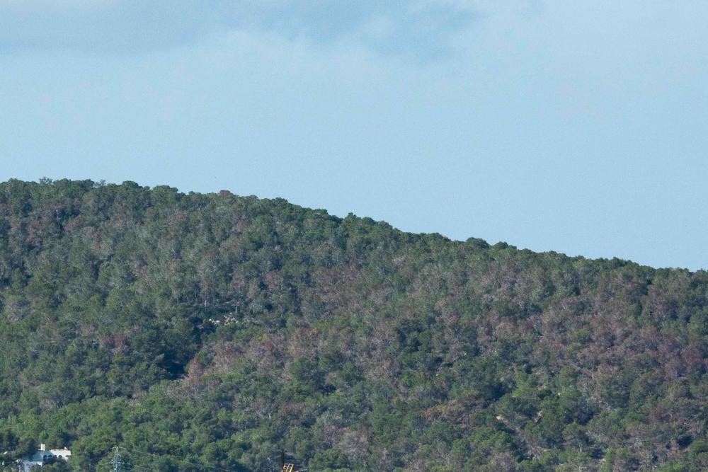 Imagen El Consell d’Eivissa demana la declaració de plaga forestal per l’afectació del perforador del pi a l’illa d’Eivissa