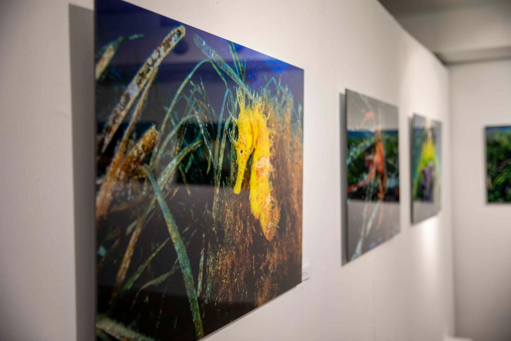 Imagen La fotografia submarina de ‘Es Blau’ arriba a Sa Nostra Sala en una nova exposició: “El jardí de Posidó”