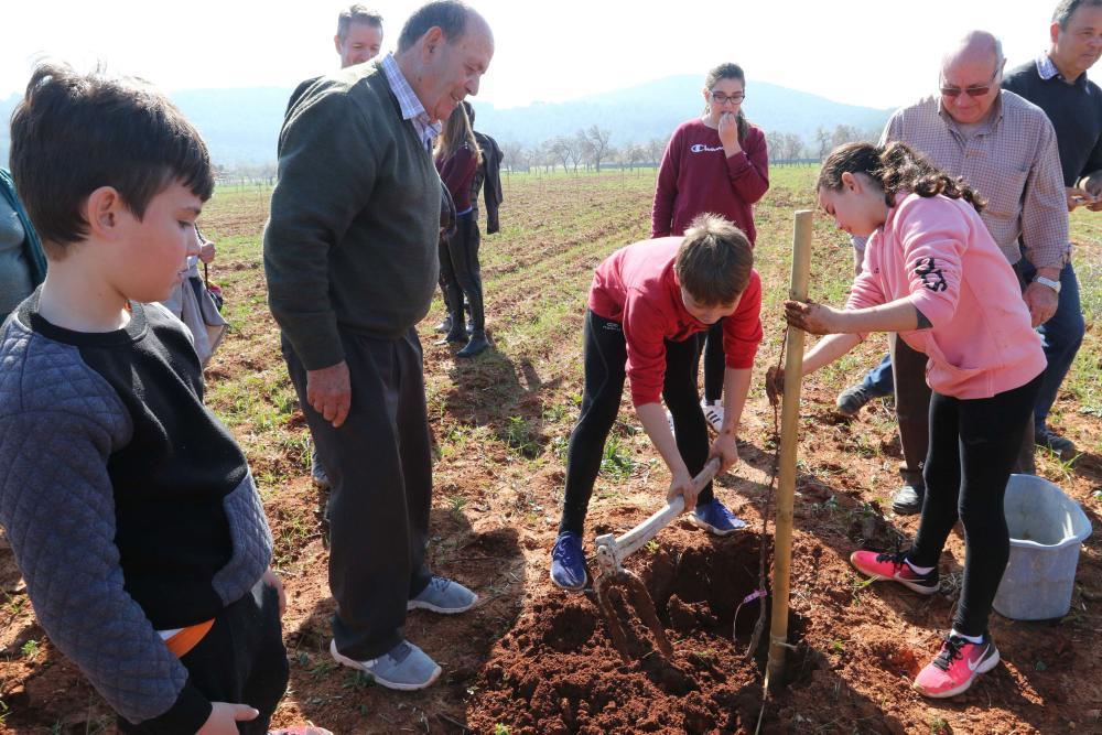 Imagen El Consell d’Eivissa presenta aquest dissabte els primers resultats de les plantacions pilot d’ametller al Pla de Corona